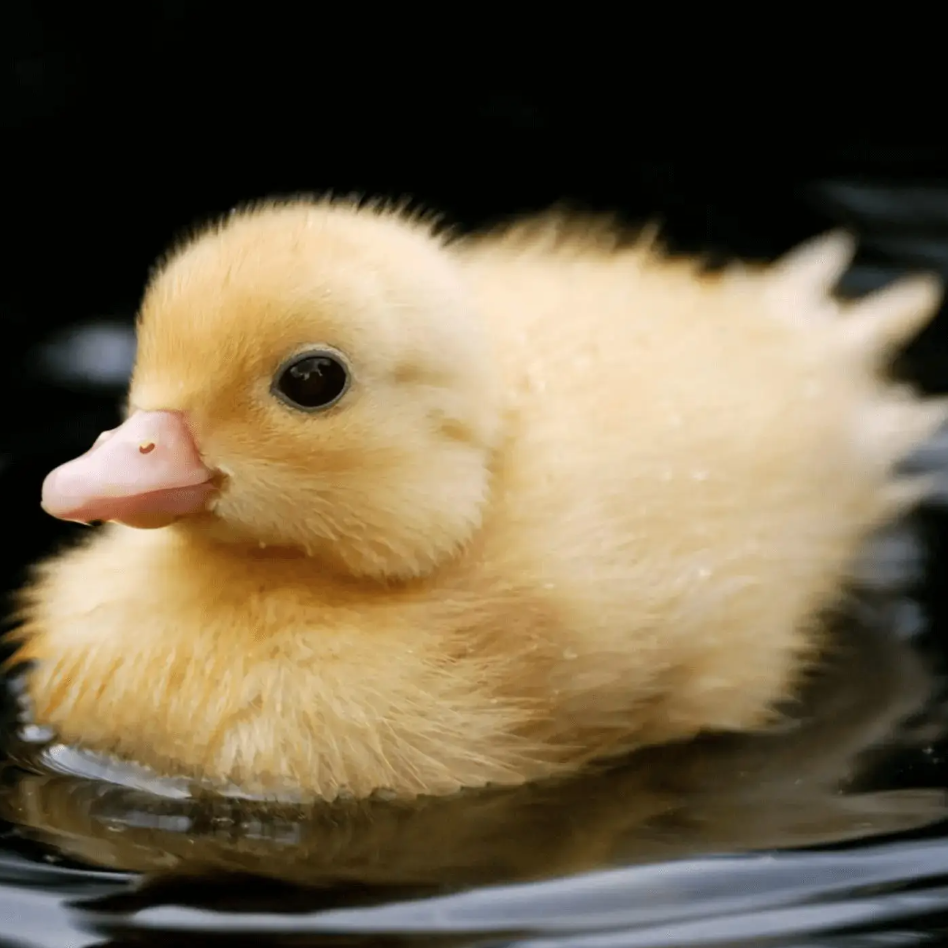 Baby Duck