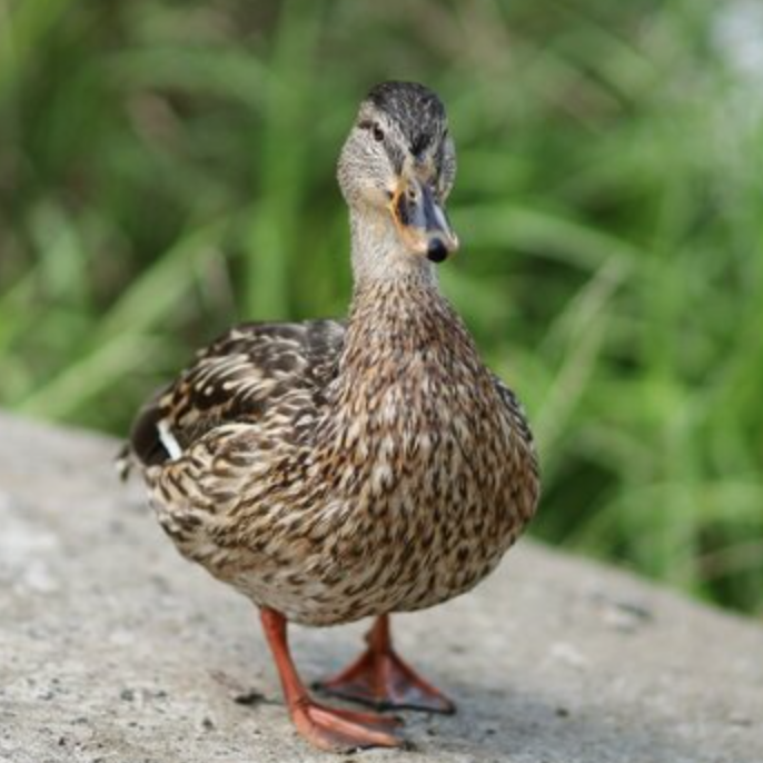 Brown Duck