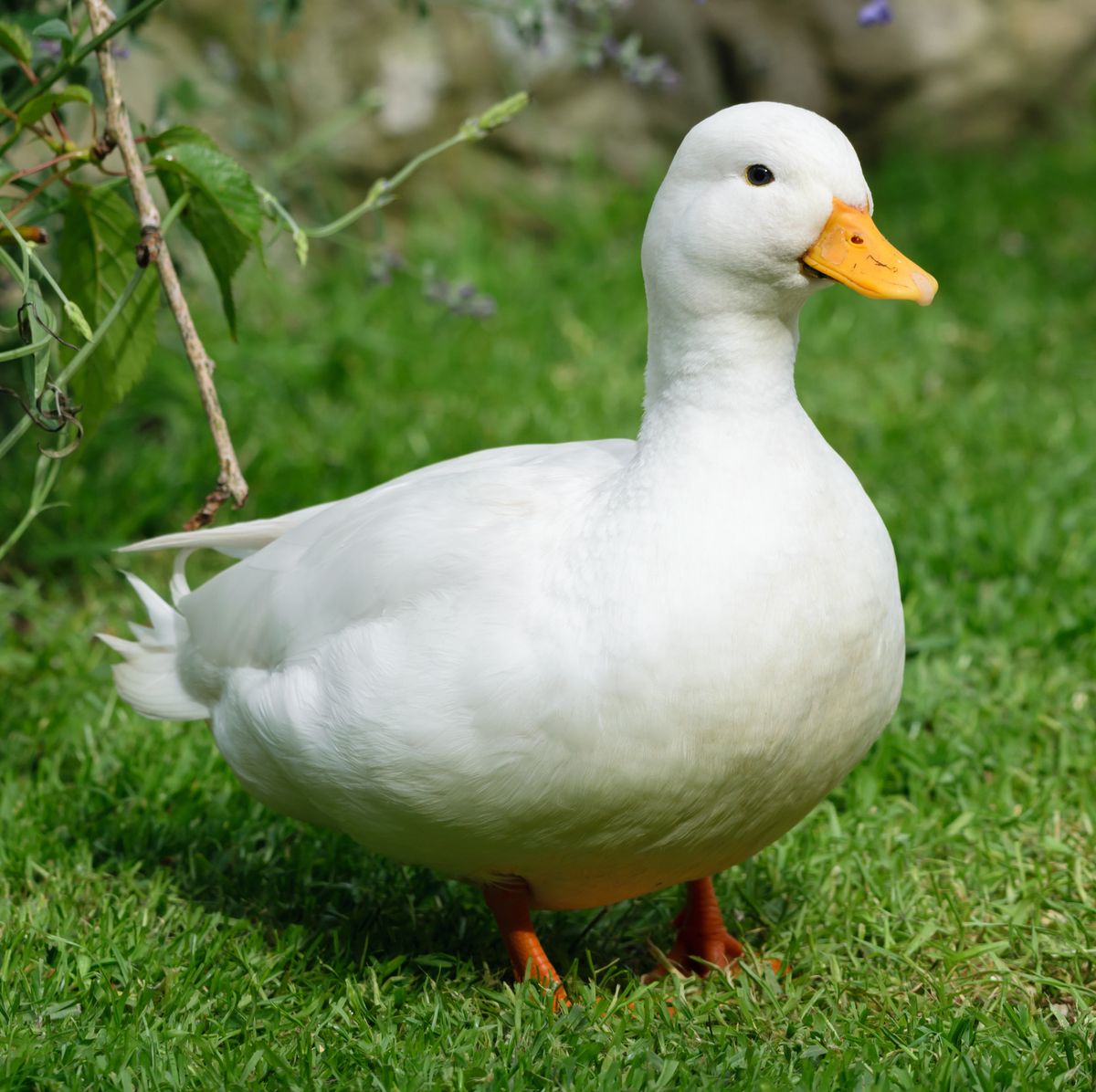 White Duck